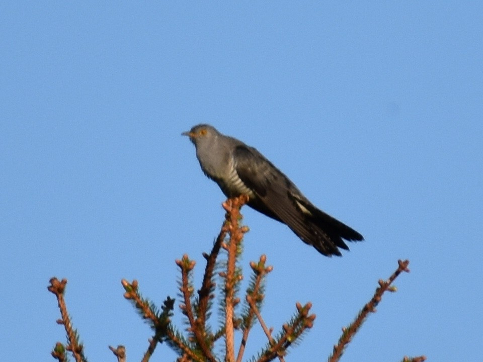 Common Cuckoo - ML619762798