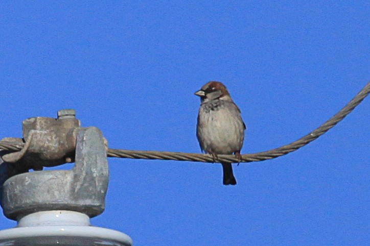 House Sparrow - ML619762804