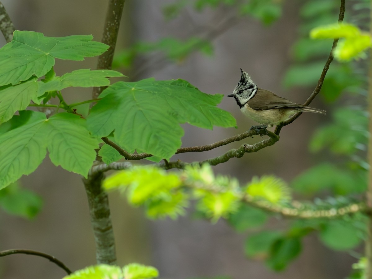 Crested Tit - ML619762864