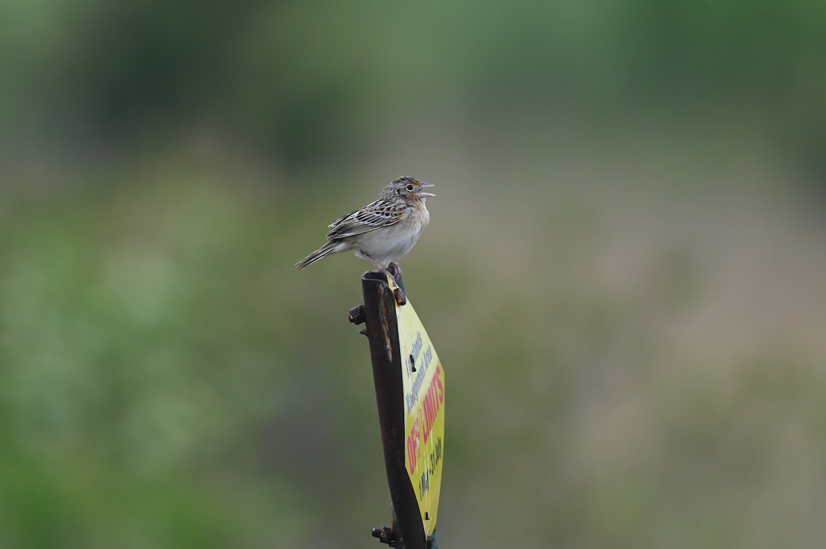 Grasshopper Sparrow - ML619762892