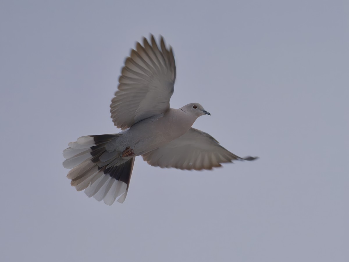 Eurasian Collared-Dove - ML619762895