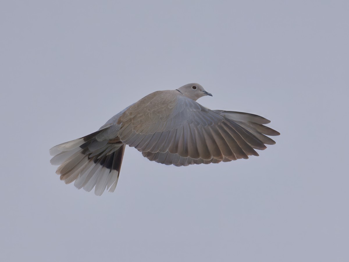 Eurasian Collared-Dove - ML619762897