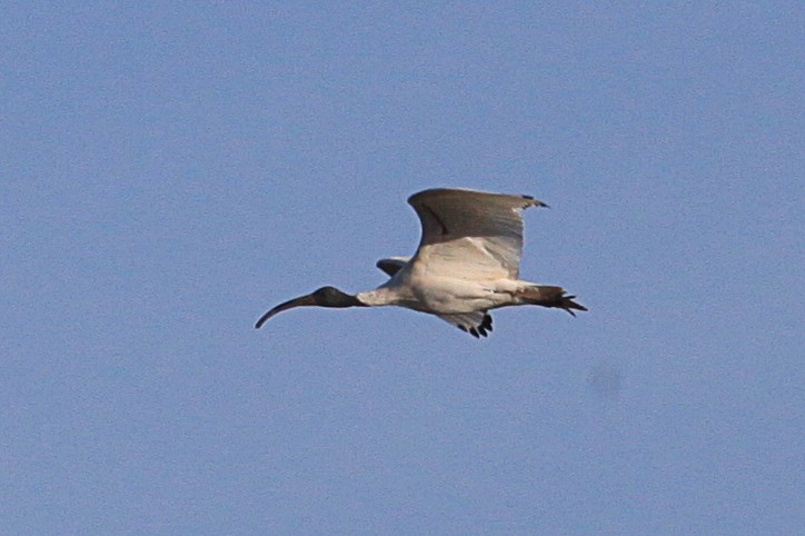 ibis australský - ML619762902