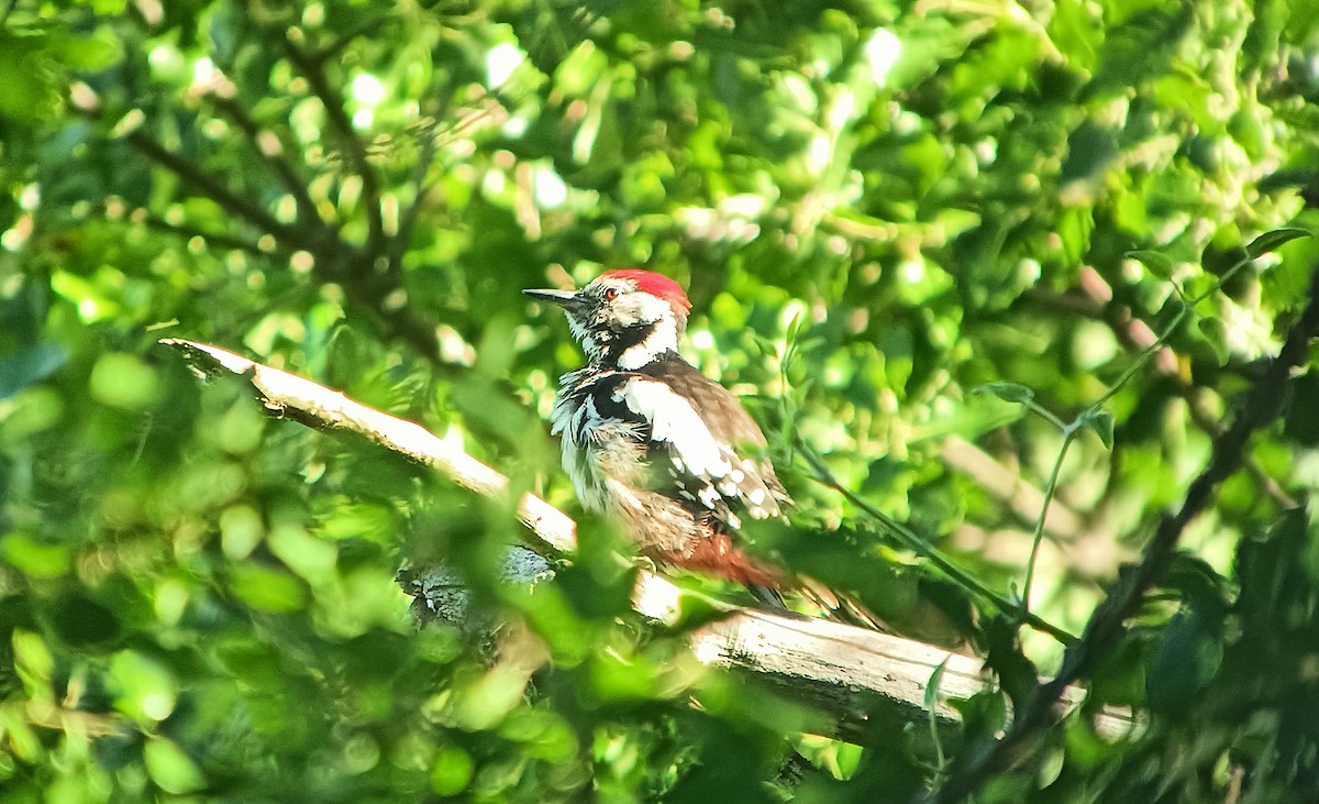 Middle Spotted Woodpecker - ML619762926