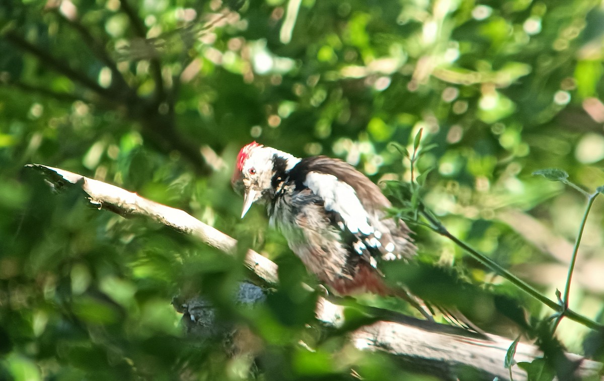 Middle Spotted Woodpecker - ML619762927
