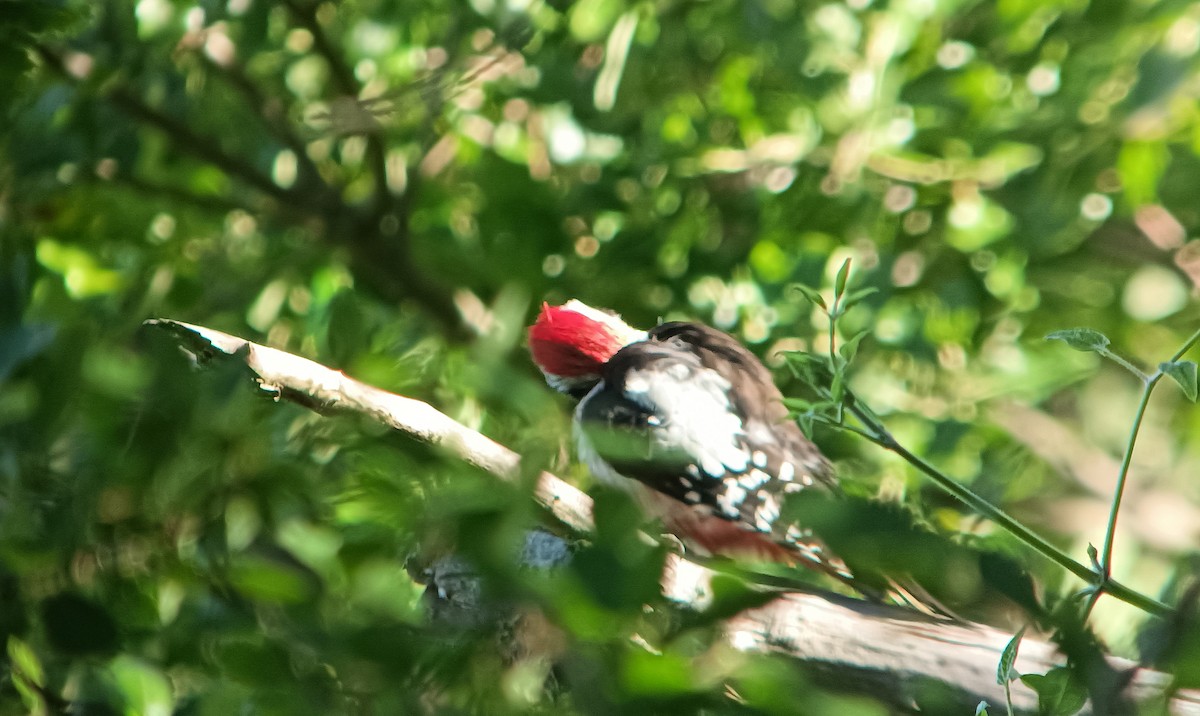 Middle Spotted Woodpecker - ML619762928