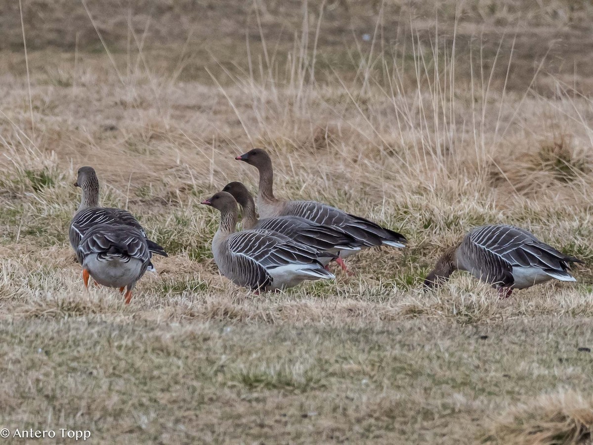Pink-footed Goose - ML619762944
