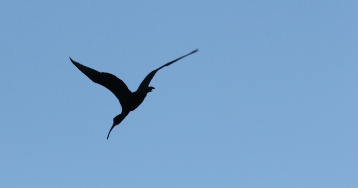 ibis hnědý - ML619762947