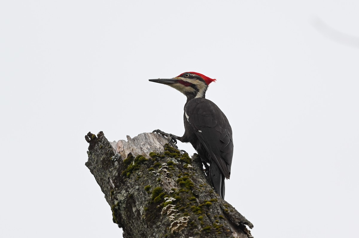 Pileated Woodpecker - ML619762964