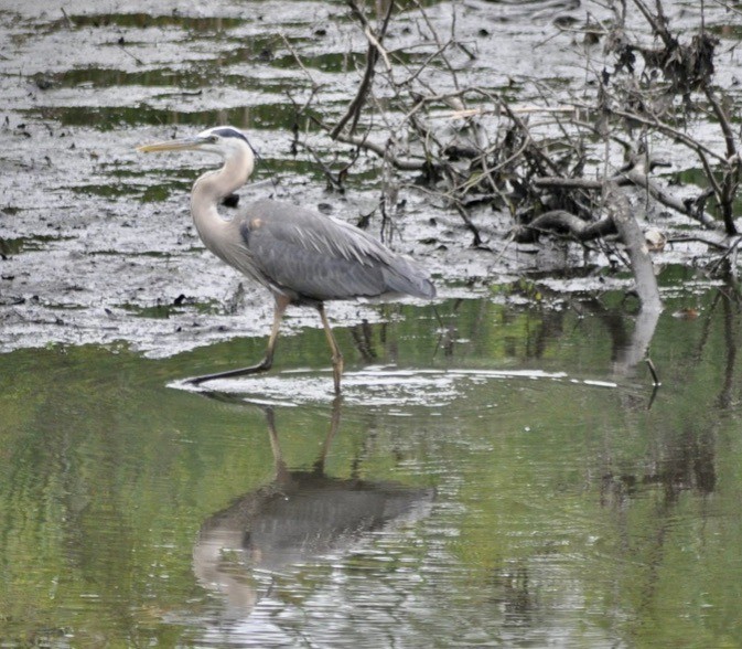 Great Blue Heron - ML619762986