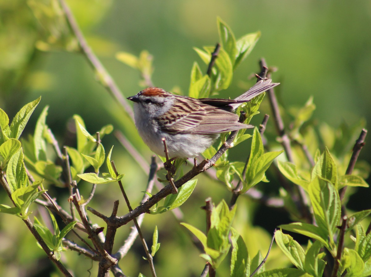 Chipping Sparrow - ML619762987