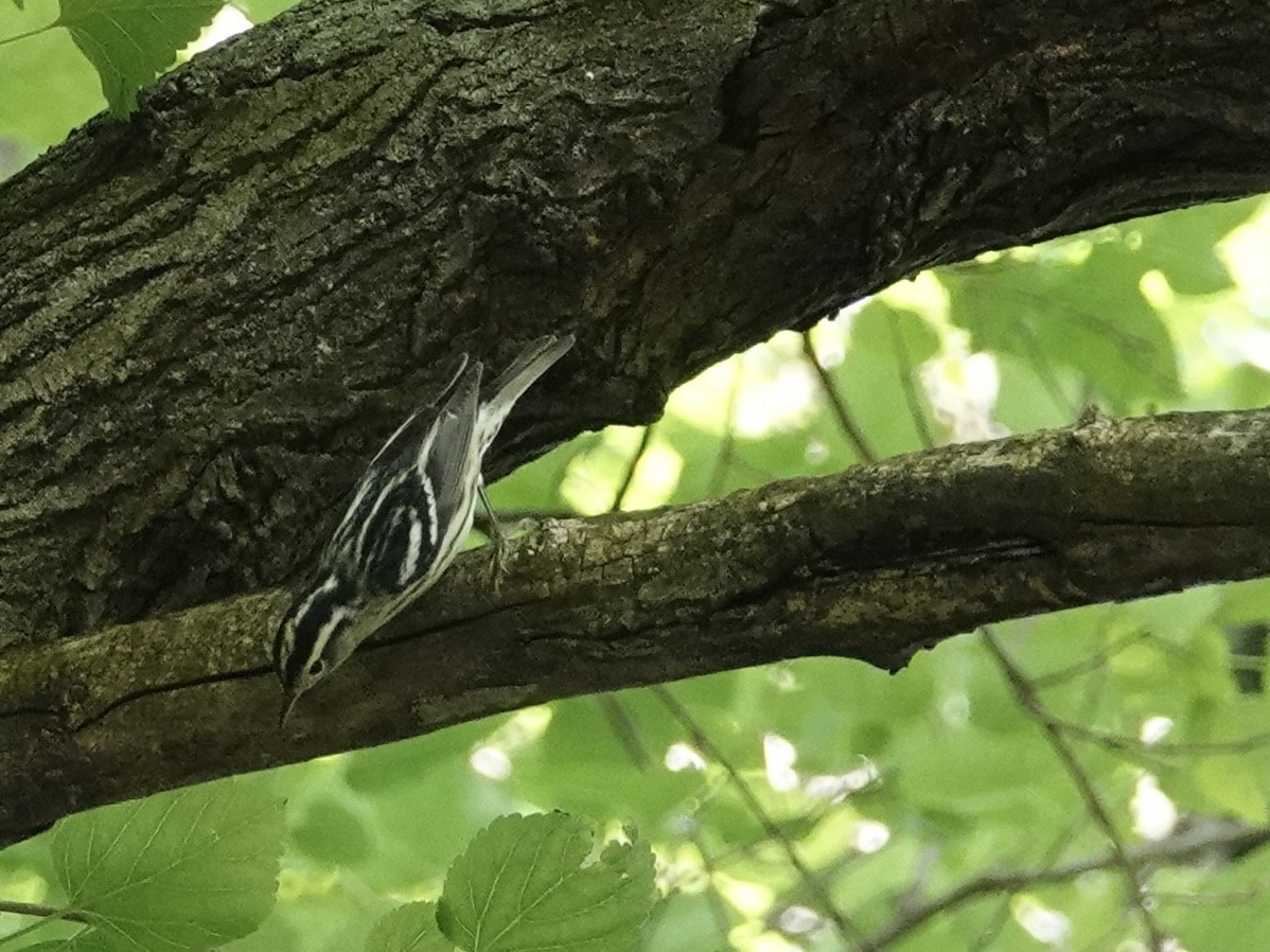 Black-and-white Warbler - ML619763012