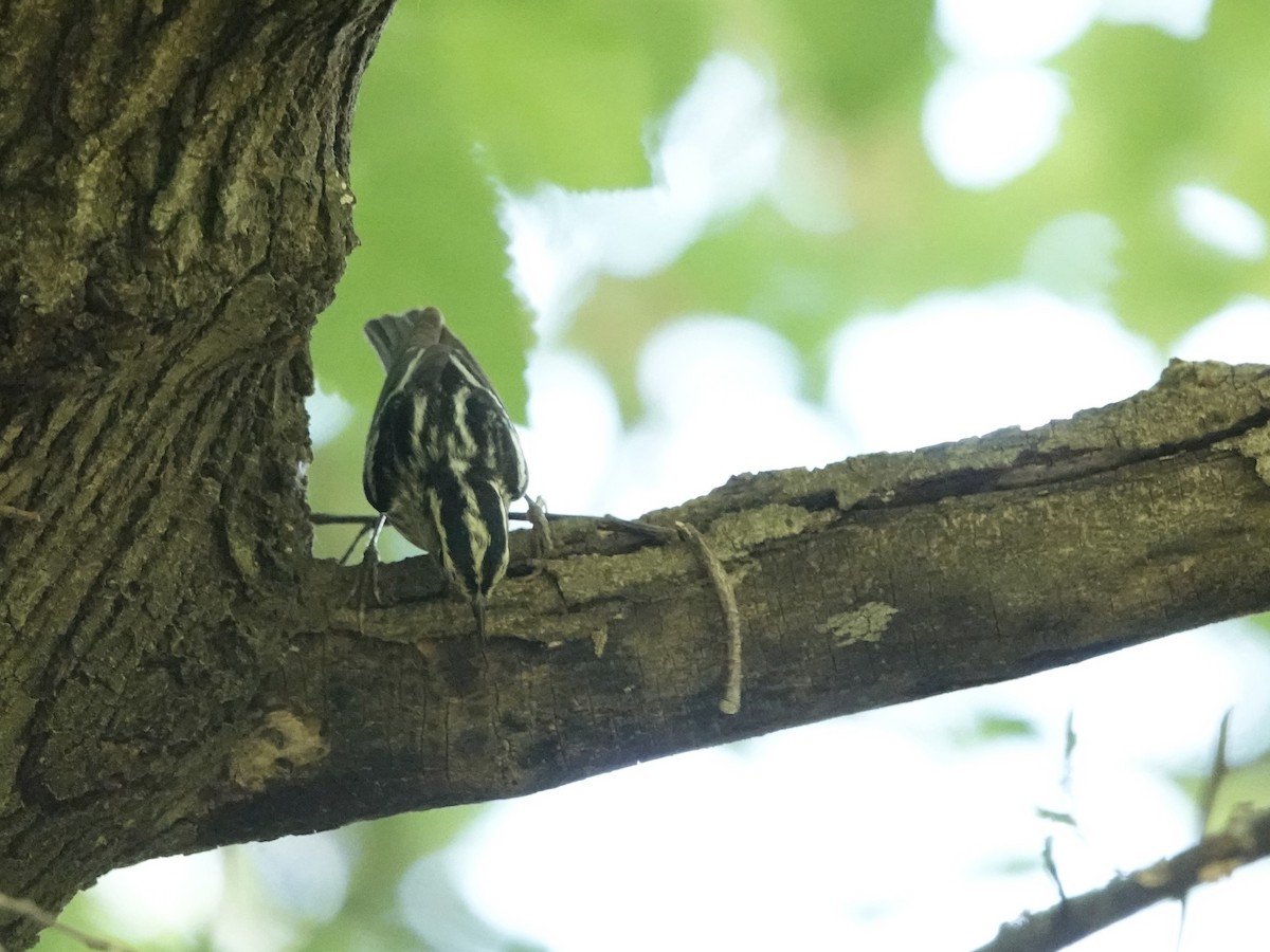 Black-and-white Warbler - ML619763013