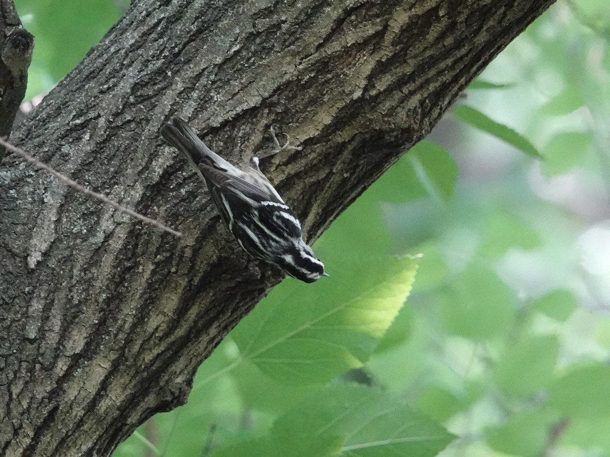 Black-and-white Warbler - ML619763014