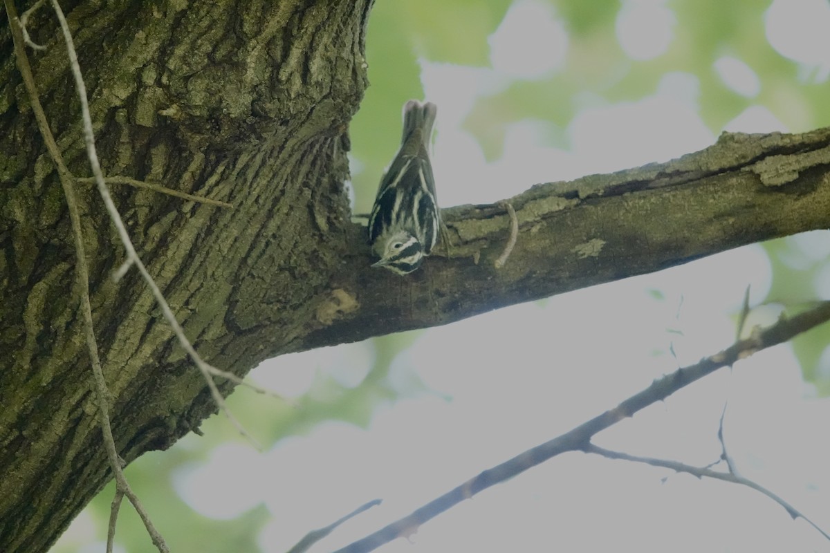 Black-and-white Warbler - ML619763015