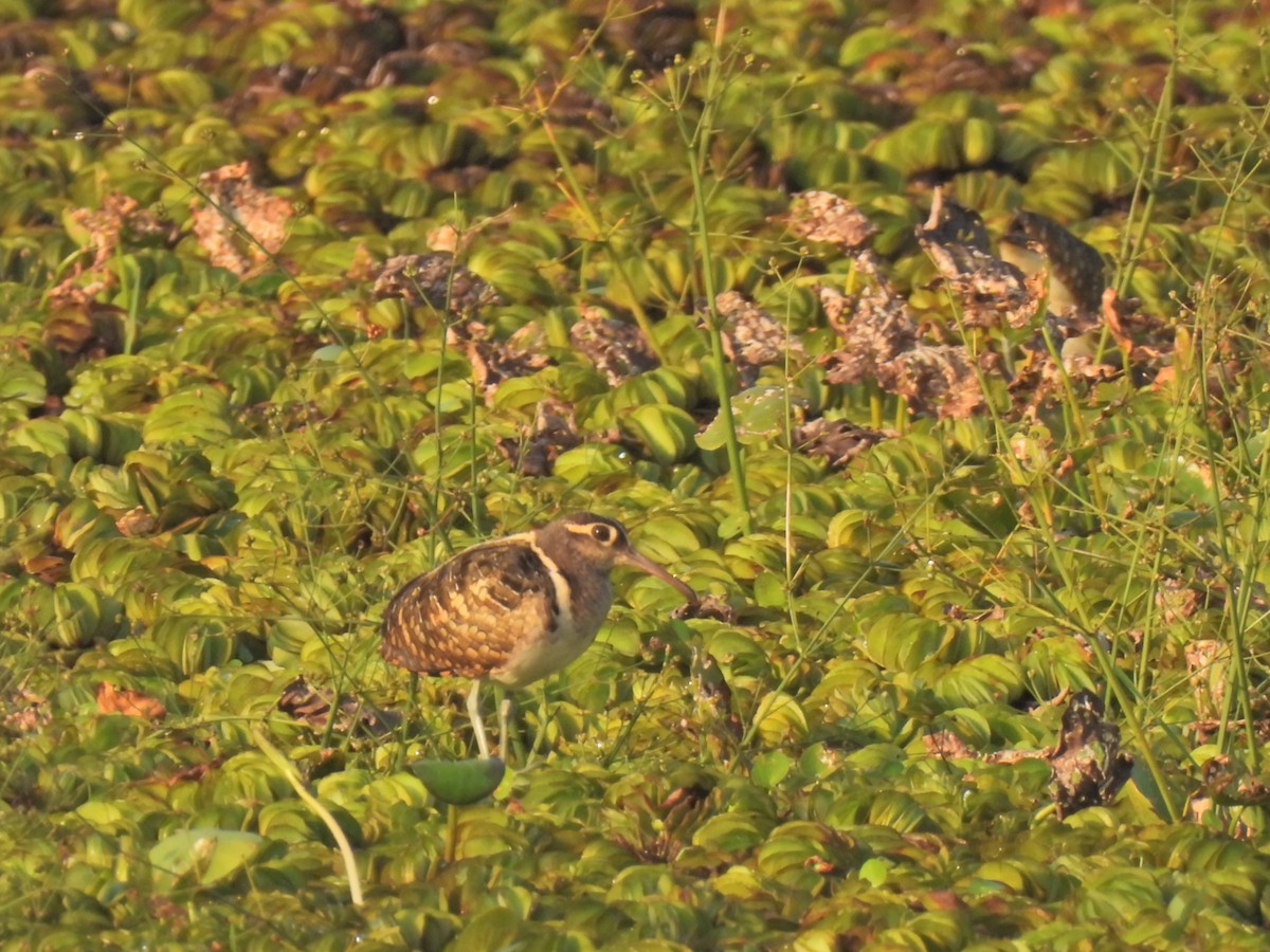 Greater Painted-Snipe - ML619763021