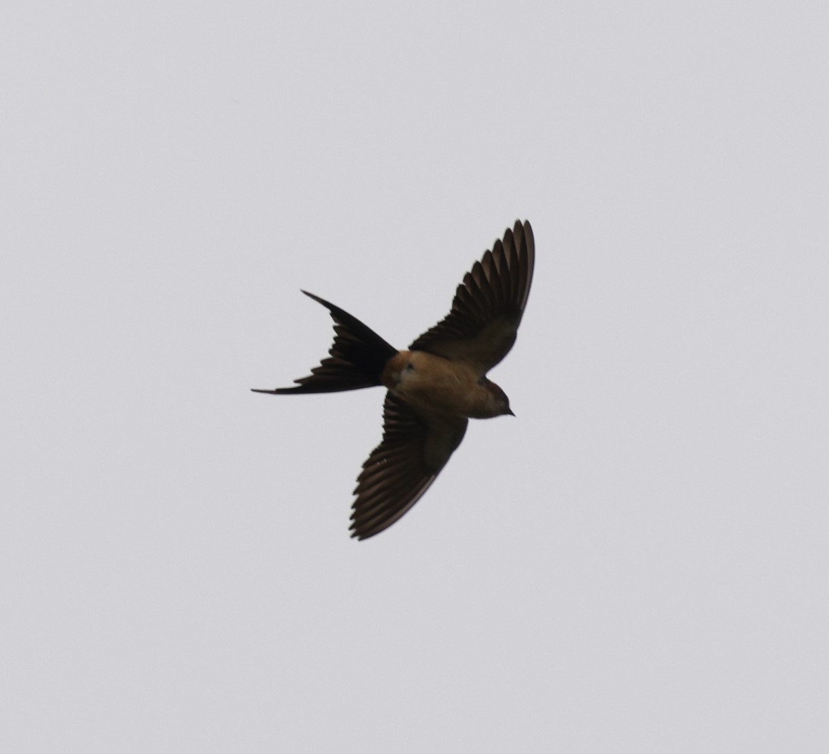 Red-rumped Swallow - ML619763025