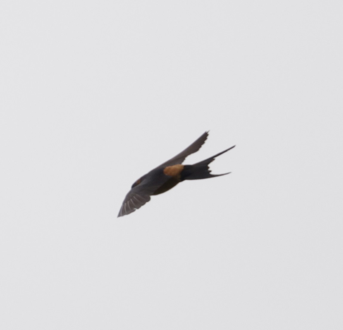 Red-rumped Swallow - ML619763026