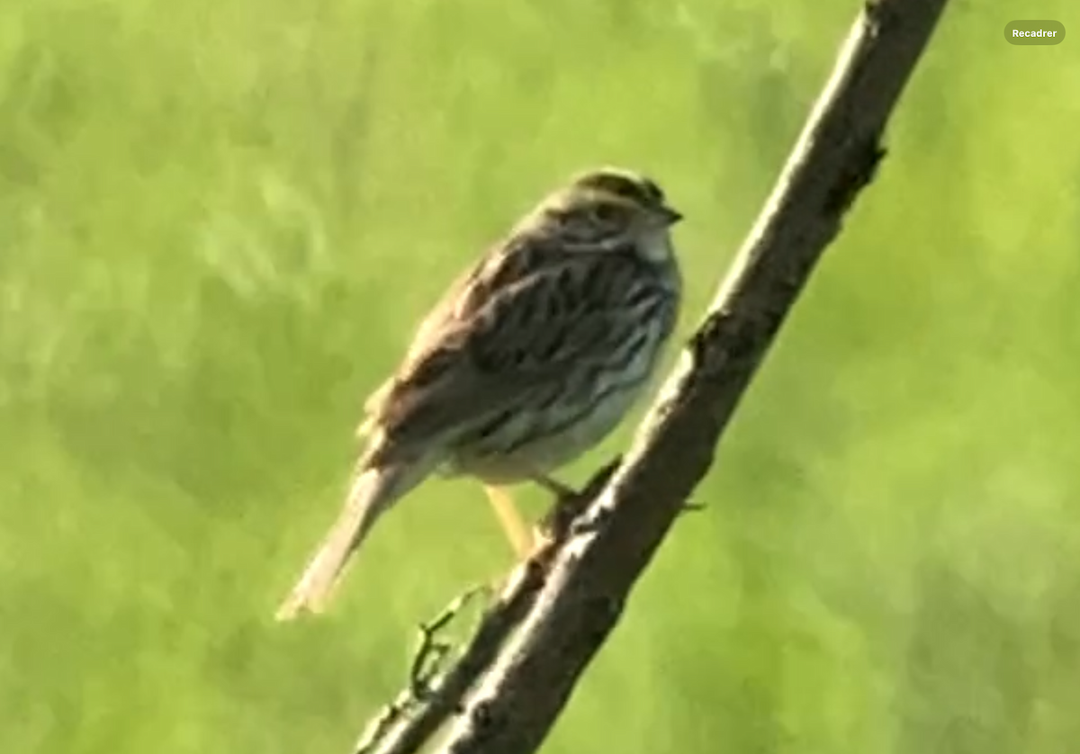 Savannah Sparrow - ML619763100