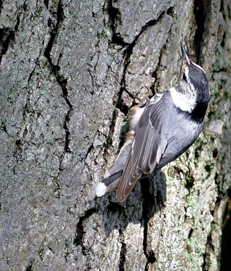 White-breasted Nuthatch - ML619763222