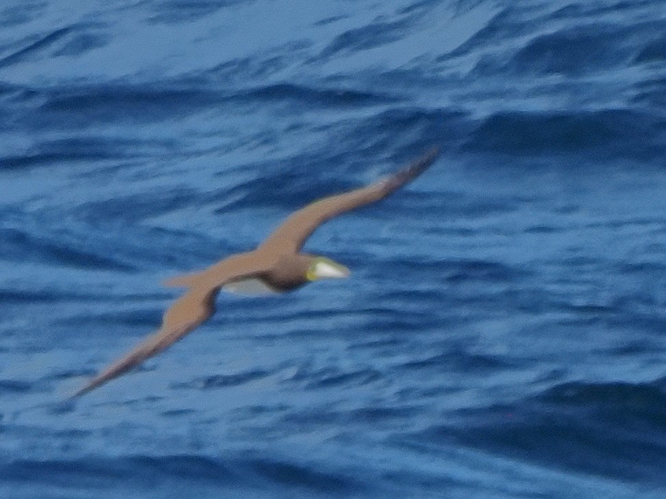 Brown Booby - ML619763368