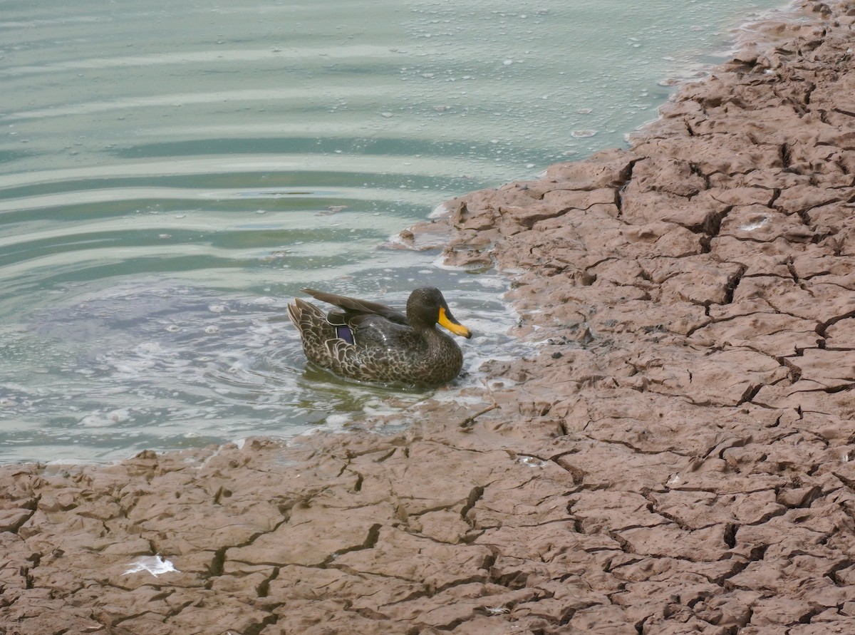 Yellow-billed Duck - ML619763383