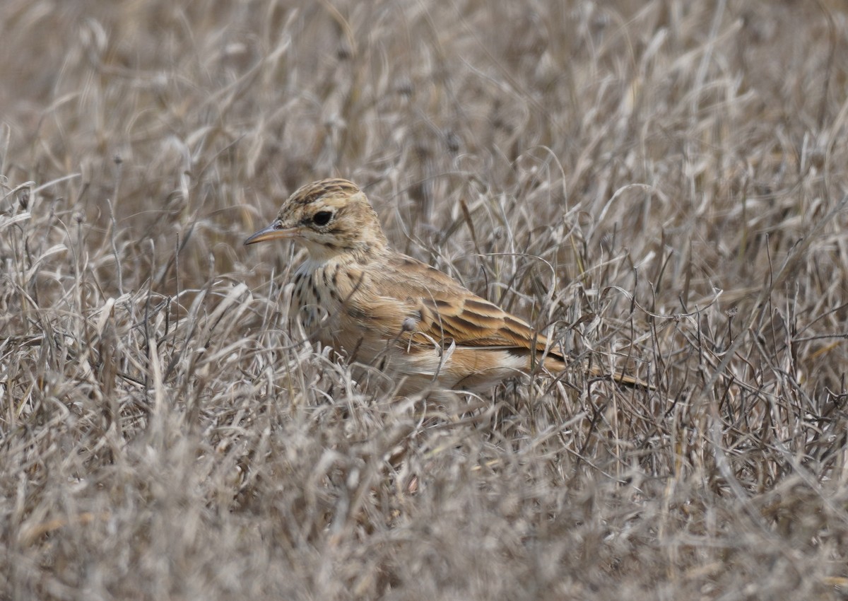 African Pipit - ML619763408