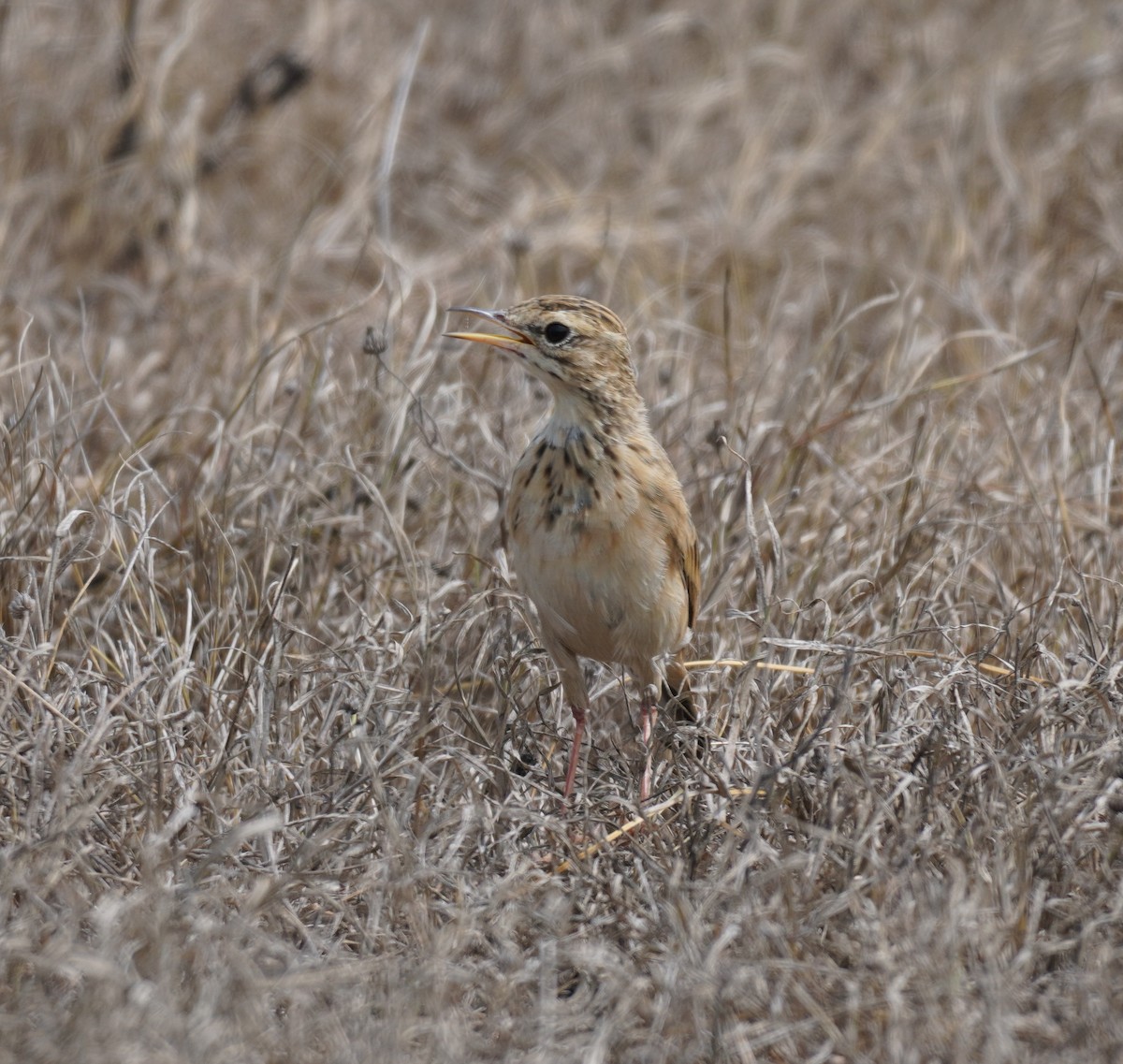 African Pipit - ML619763409