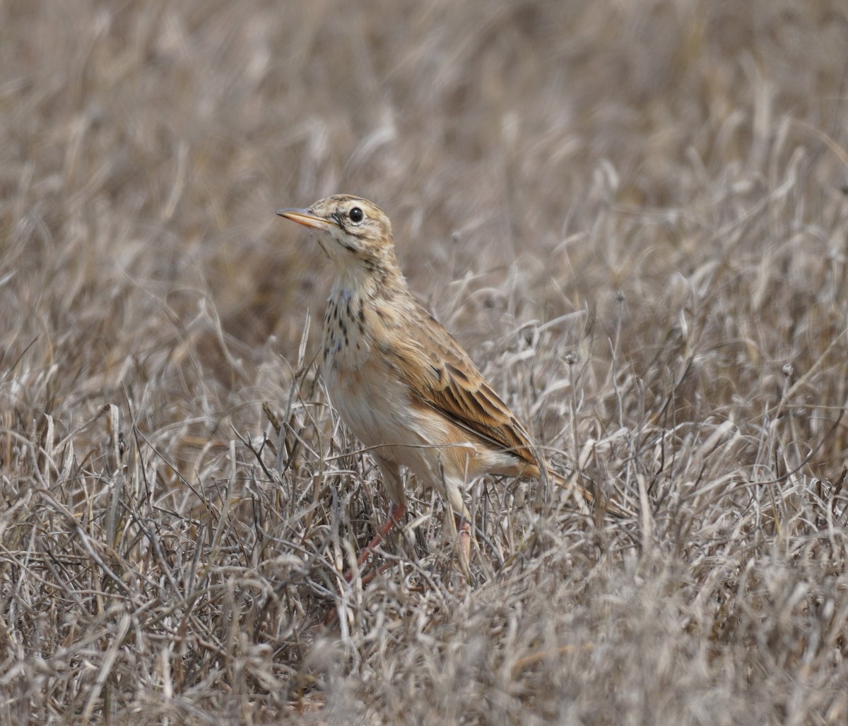African Pipit - ML619763410