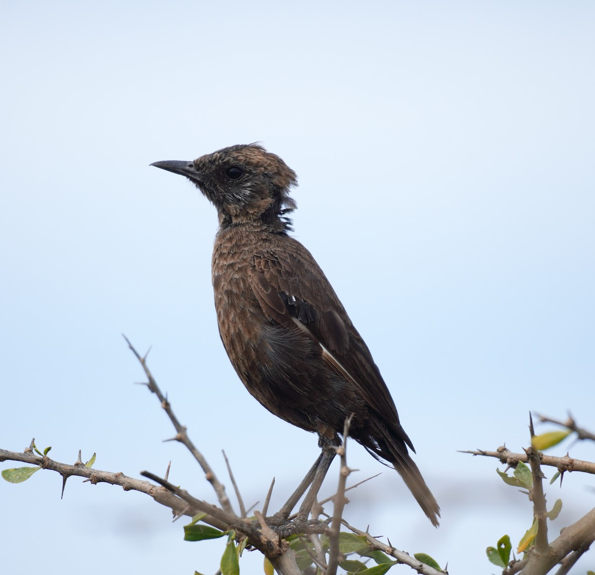 Southern Anteater-Chat - ML619763412