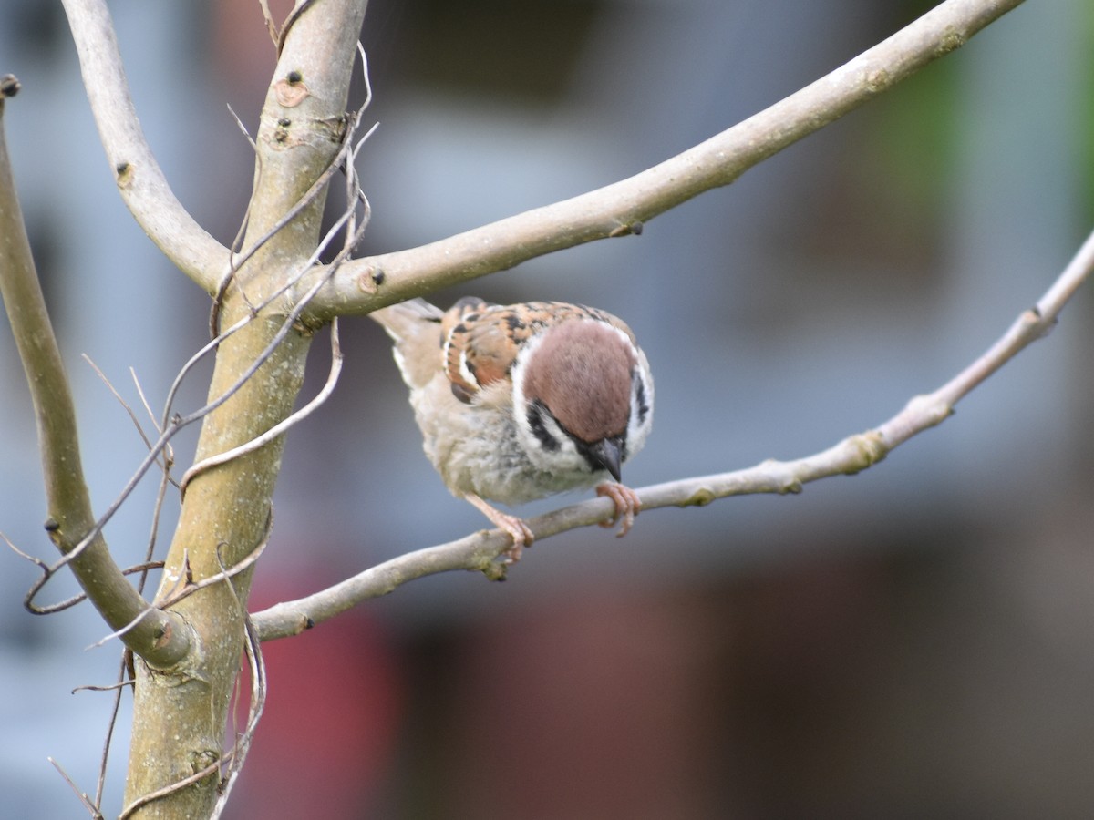 Eurasian Tree Sparrow - ML619763425