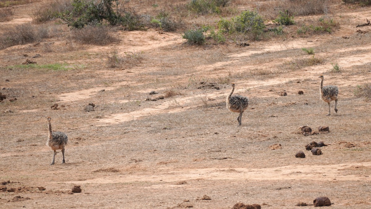 Common Ostrich - ML619763477