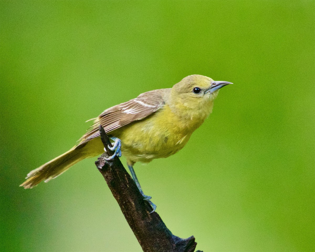 Orchard Oriole - ML619763513