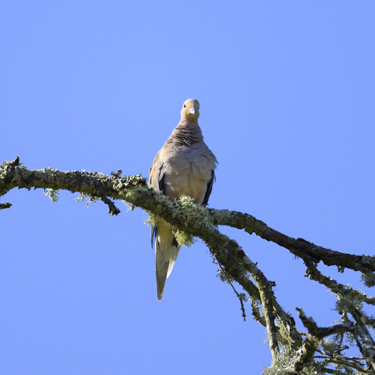 Band-tailed Pigeon - ML619763535