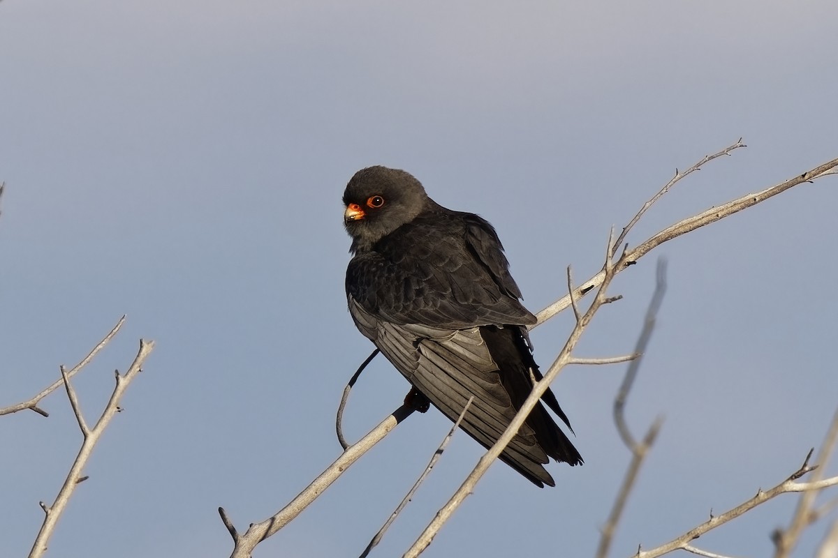 Red-footed Falcon - ML619763554