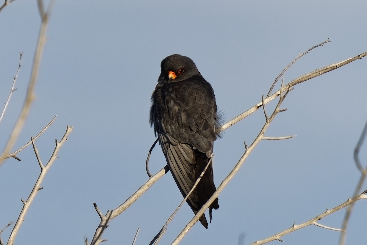 Red-footed Falcon - ML619763555