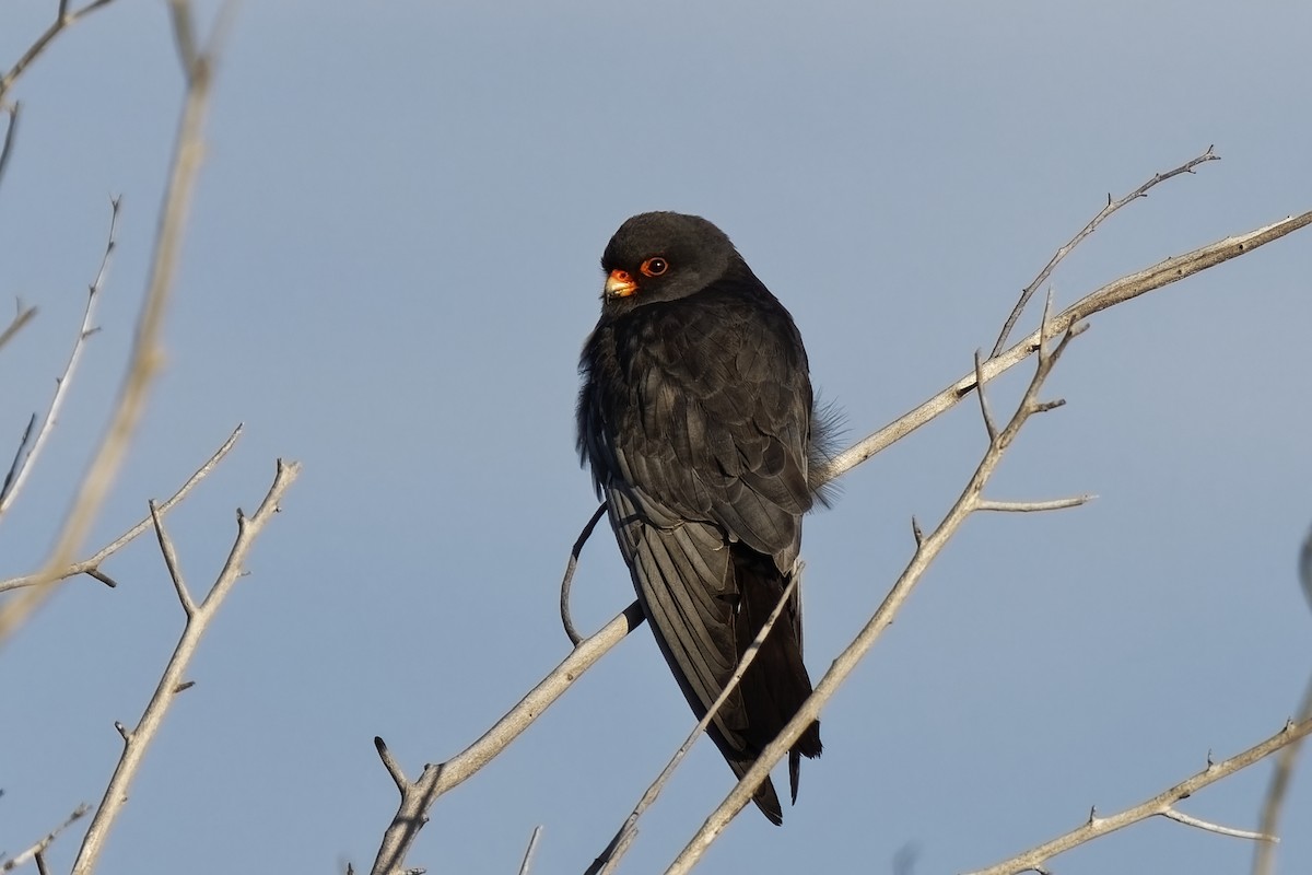 Red-footed Falcon - ML619763556