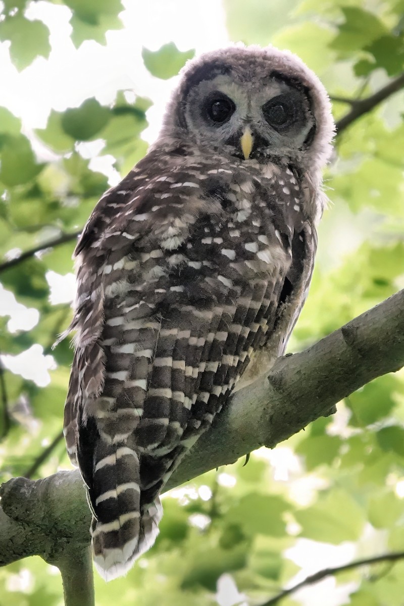 Barred Owl - ML619763560