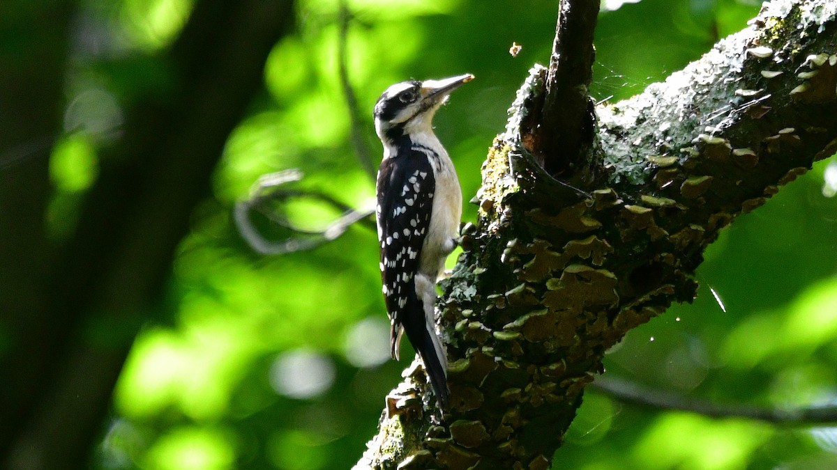 Hairy Woodpecker (Eastern) - ML619763630
