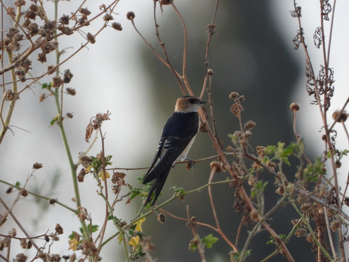 Red-rumped Swallow - ML619763633