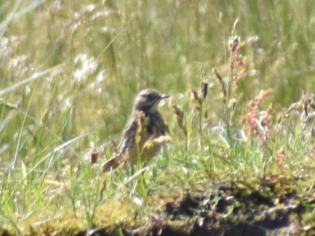 Meadow Pipit - ML619763692