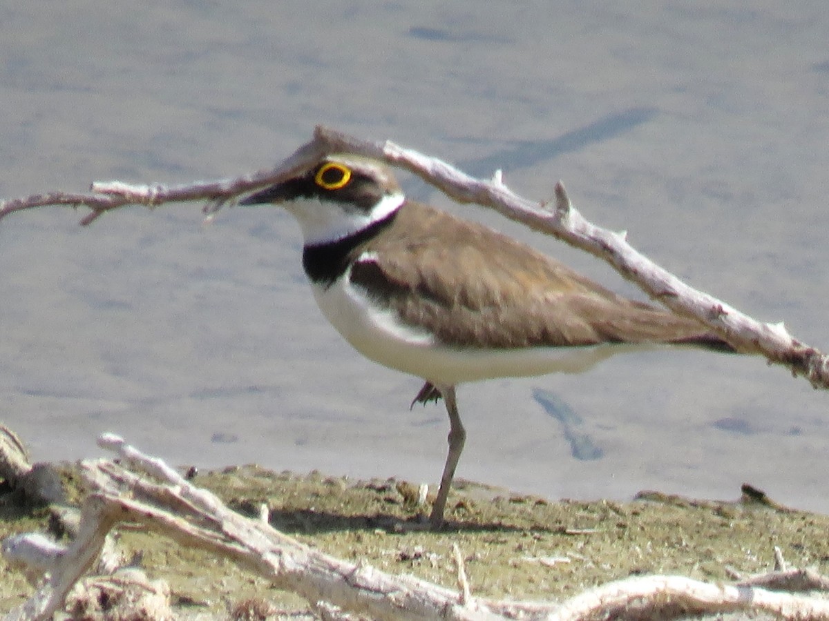 Little Ringed Plover (curonicus) - ML619763900