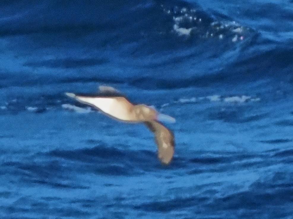 Red-footed Booby - ML619763924