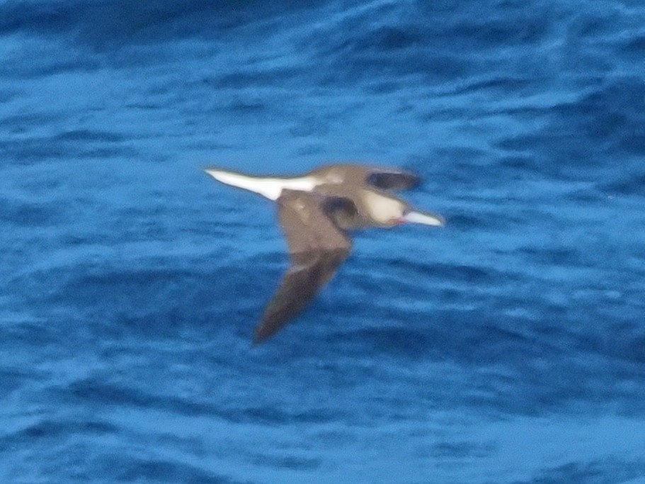 Red-footed Booby - ML619763926