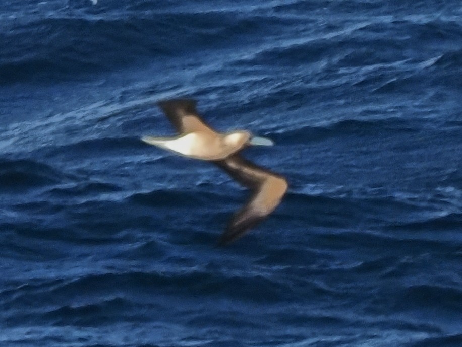 Red-footed Booby - ML619763928