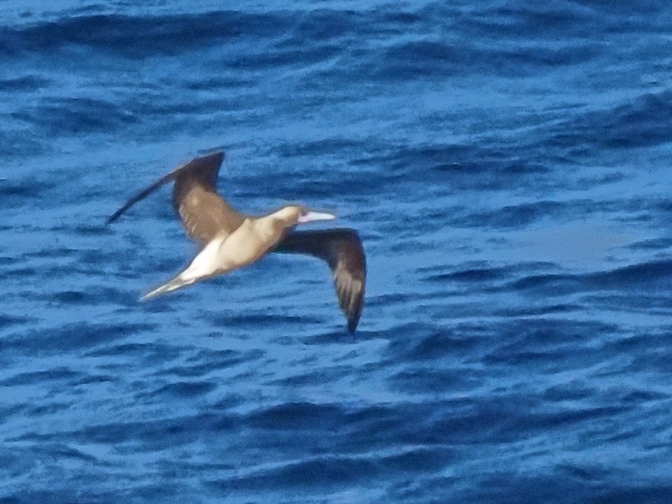 Red-footed Booby - ML619763930