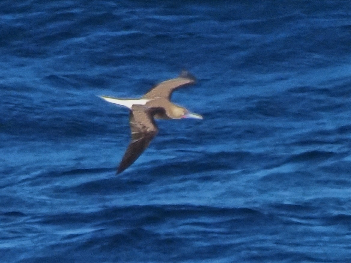 Red-footed Booby - ML619763931