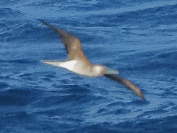Red-footed Booby - ML619763935
