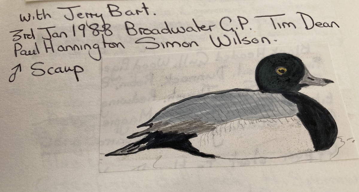 Greater Scaup - ML619763938