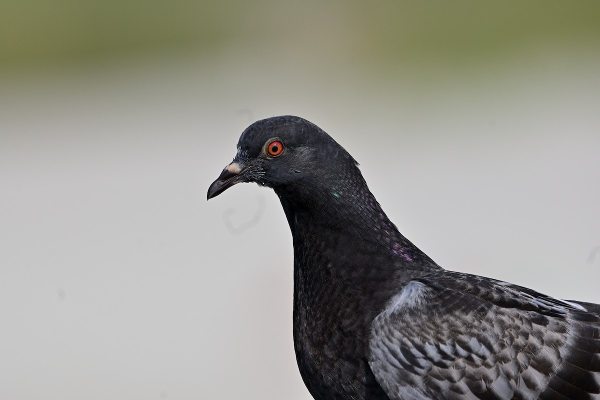 Rock Pigeon (Feral Pigeon) - ML619763949